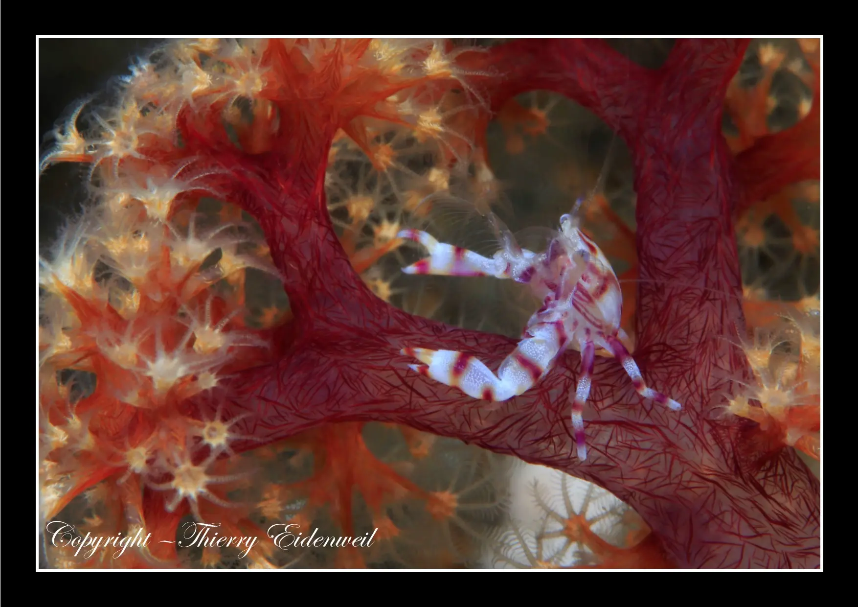 Anilao Macro Dive Media Highlight